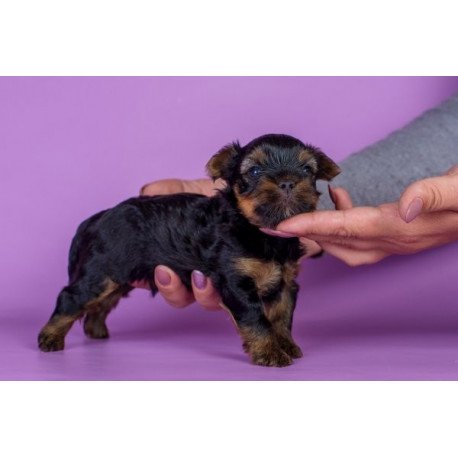 Yorkshire terrier Alva Slavik