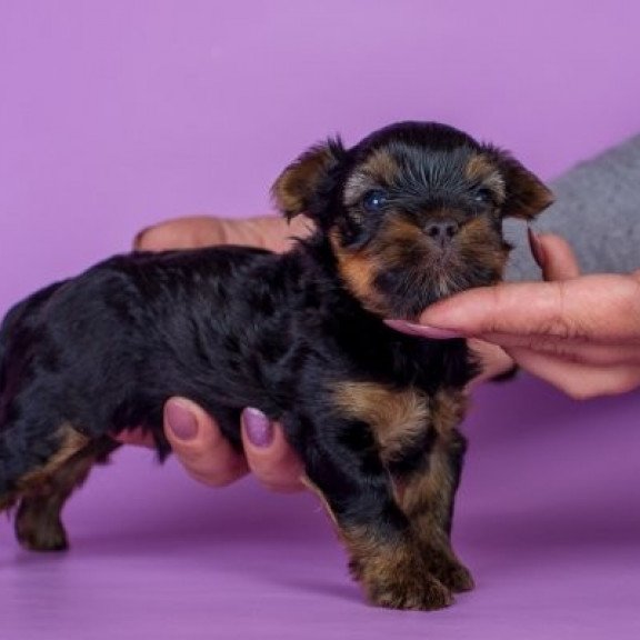 Yorkshire terrier Alva Slavik