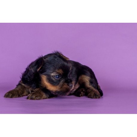 Yorkshire terrier Alva Slavik