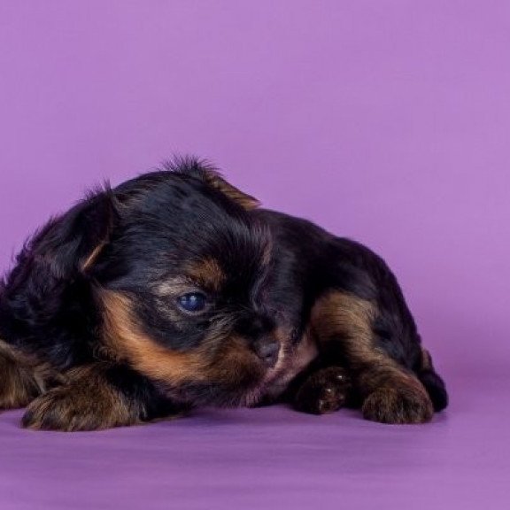 Yorkshire terrier Alva Slavik