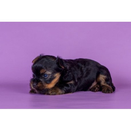 Yorkshire terrier Alva Slavik
