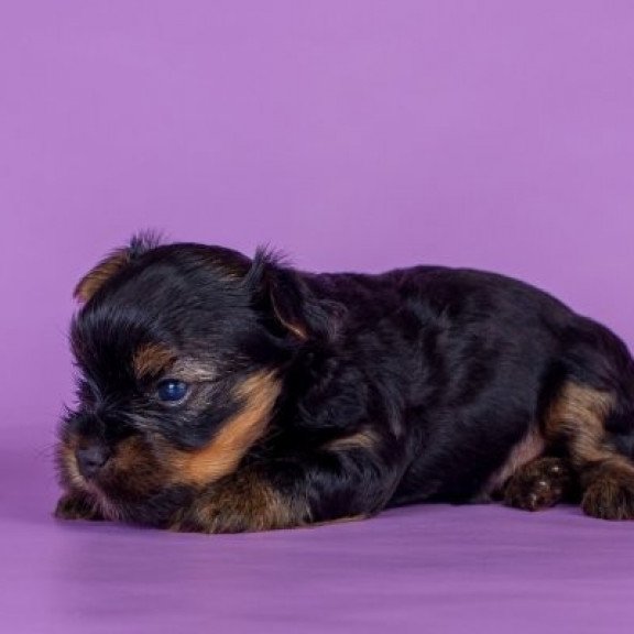 Yorkshire terrier Alva Slavik