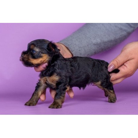 Yorkshire terrier Alva Slavik