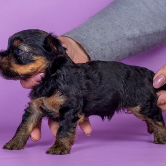 Yorkshire terrier Alva Slavik