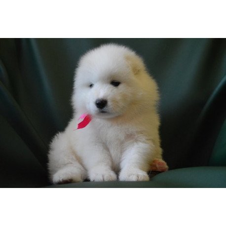 Samoyed Alva Fortuna