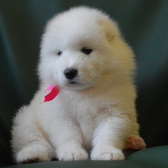 Samoyed Alva Fortuna