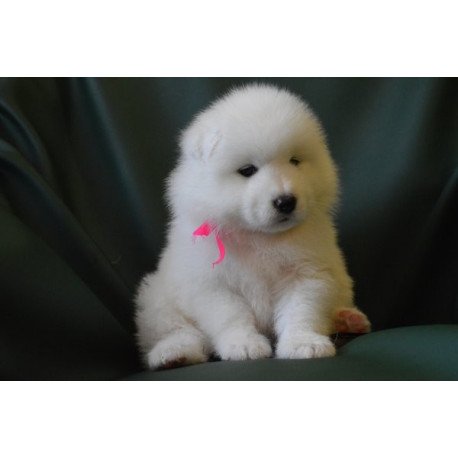 Samoyed Alva Fortuna
