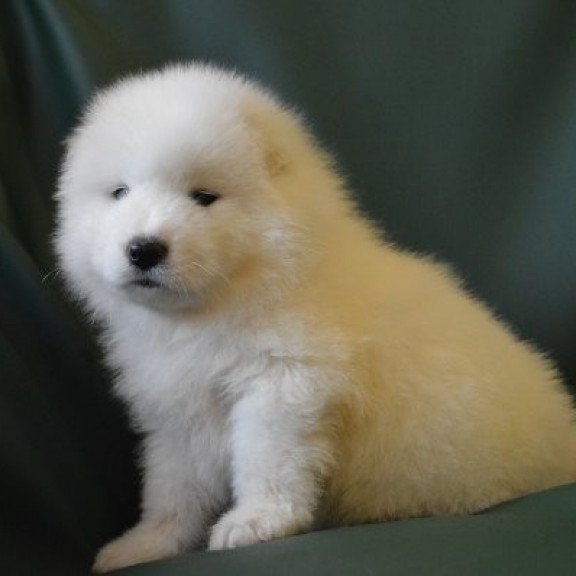 Samoyed Alva Fortuna