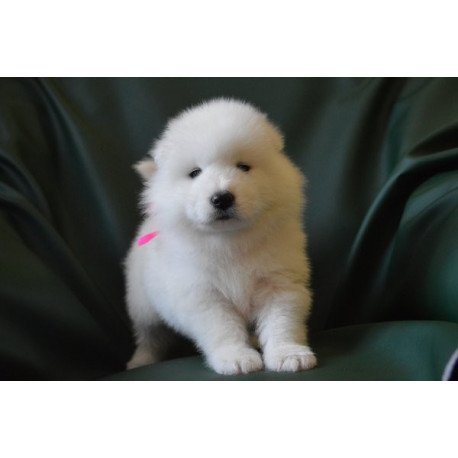 Samoyed Alva Fortuna
