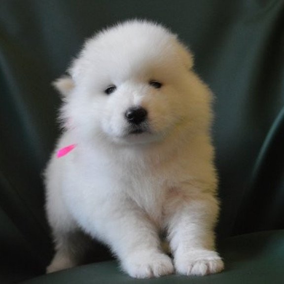 Samoyed Alva Fortuna