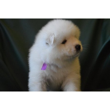Samoyed Alva Flesh Royal