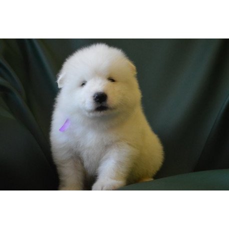 Samoyed Alva Flesh Royal