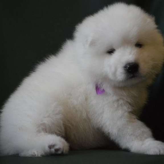 Samoyed Alva Flesh Royal