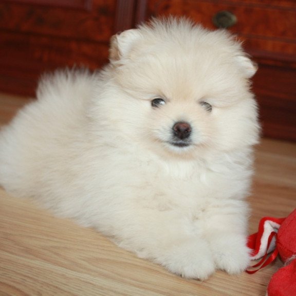 Pomeranian A 9.2