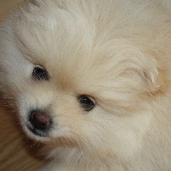 Pomeranian A 9.2