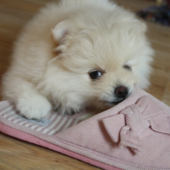 Pomeranian A 9.2