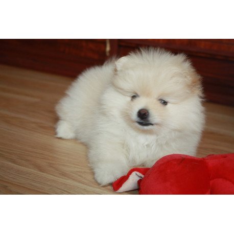 Pomeranian A 9.2