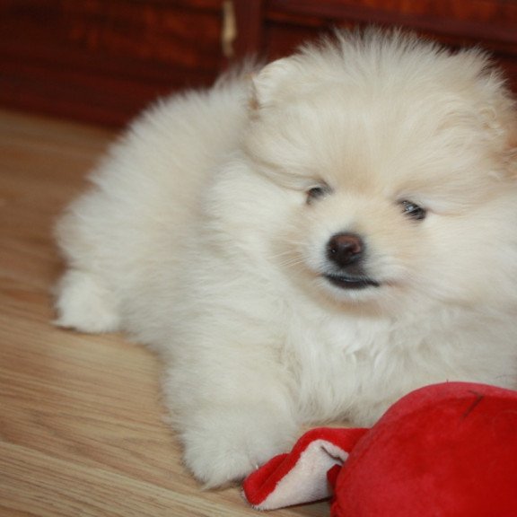 Pomeranian A 9.2