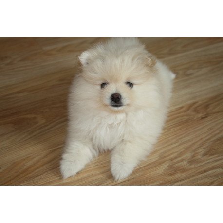 Pomeranian A 9.2