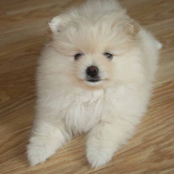 Pomeranian A 9.2
