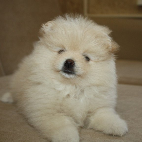 Pomeranian A 9.2