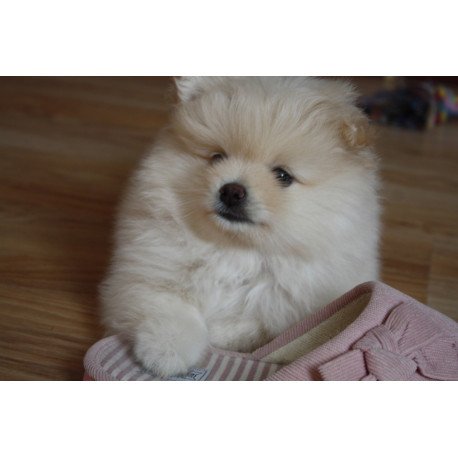 Pomeranian A 9.2
