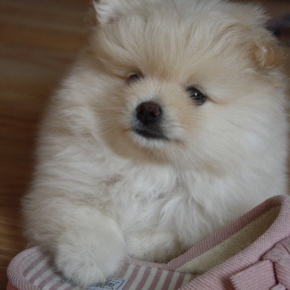 Pomeranian A 9.2