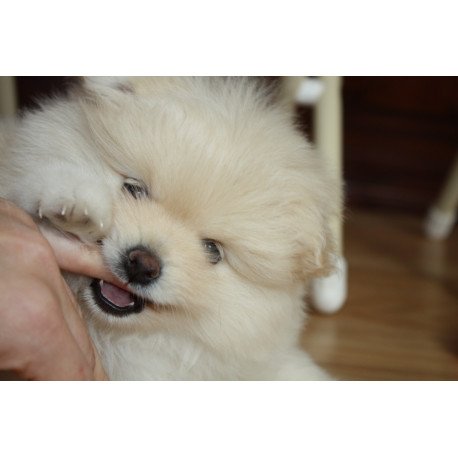 Pomeranian A 9.2