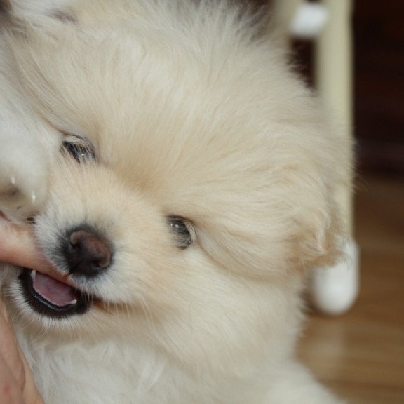 Pomeranian A 9.2