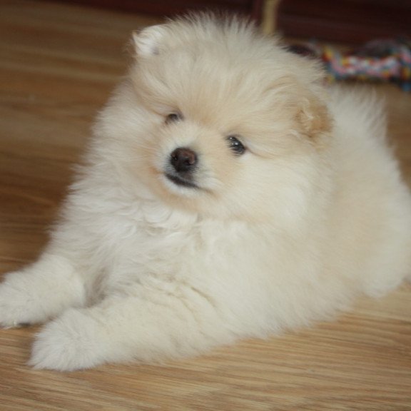 Pomeranian A 9.2
