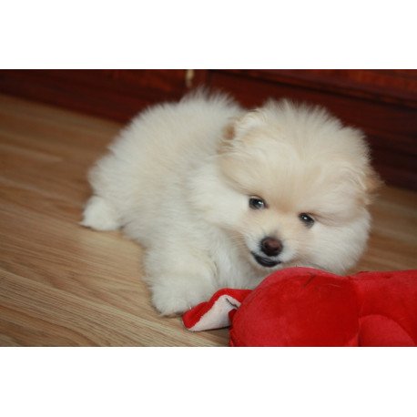 Pomeranian A 9.19