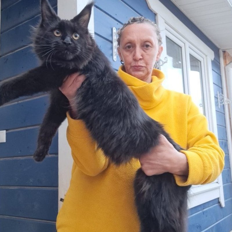 full grown maine coon