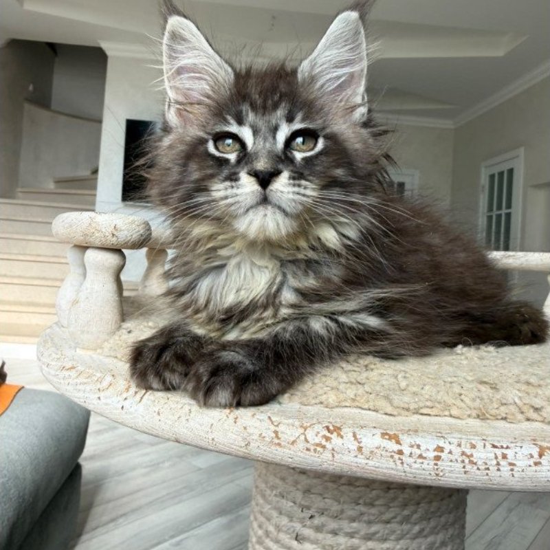 how big do maine coon cats get