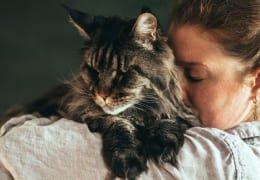 Maine Coon Cat Size: How Big Do Maine Coon Cats Get?