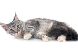 Maine Coon Cat Price Guide 2026: How Much Do Maine Coons Cost?