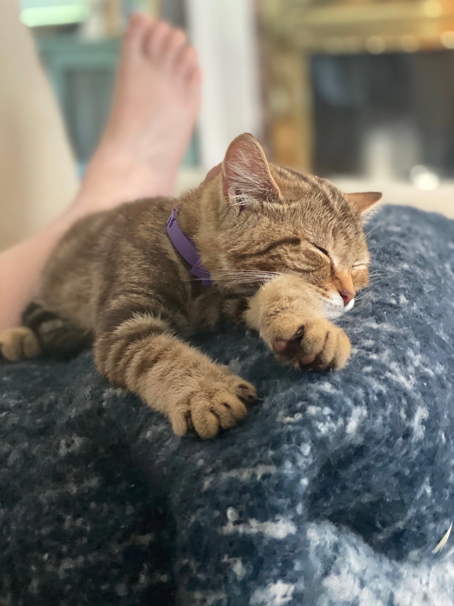 Happy customer with pet